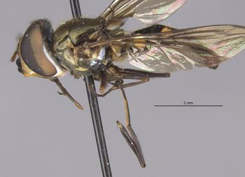 Media type: image;   Entomology 23787 Aspect: habitus lateral view